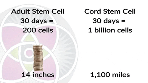 Comparison of adult stem cells and mesenchymal stem cells in potency and function.