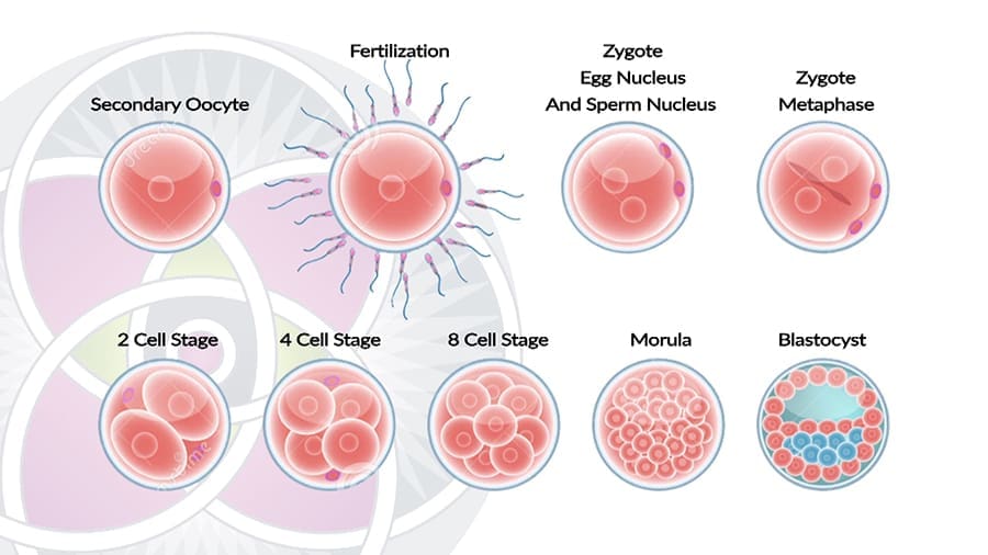 Early embryo development – Pre-implantation in uterus