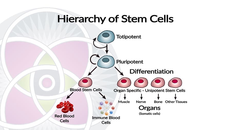 Stem cell hierarchy explains their differentiation into organs