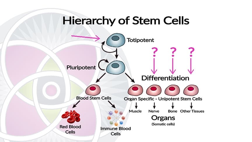 Embryonic stem cells are undifferentiated and not used in clinical medicine.
