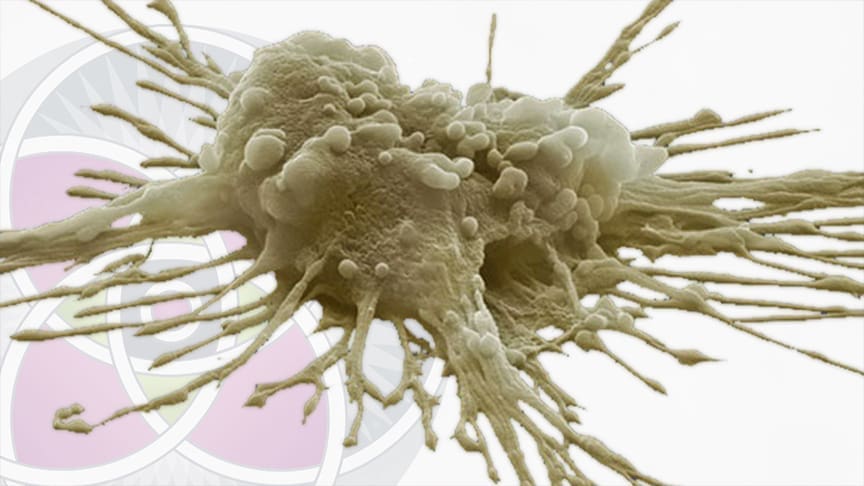 Close-up of a mesenchymal stem cell