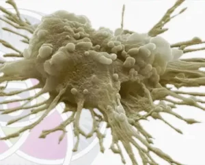 The Science of Stem Cells