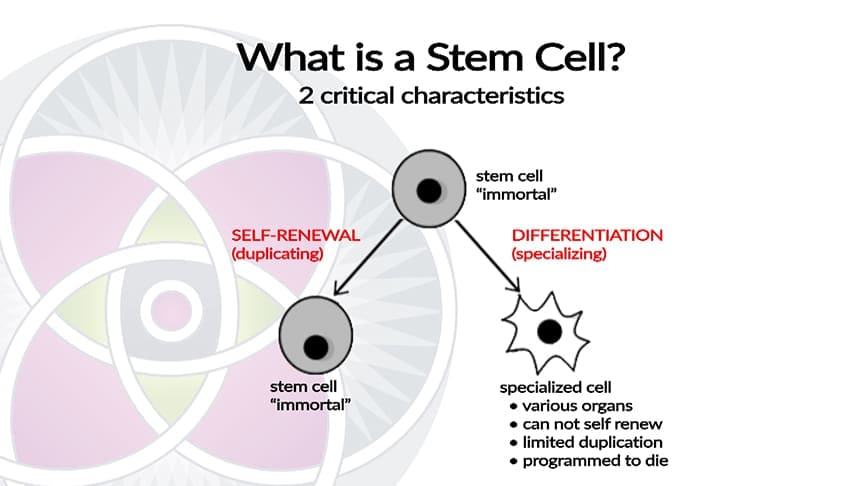 Stem cells have two key traits: self-renewal and differentiation