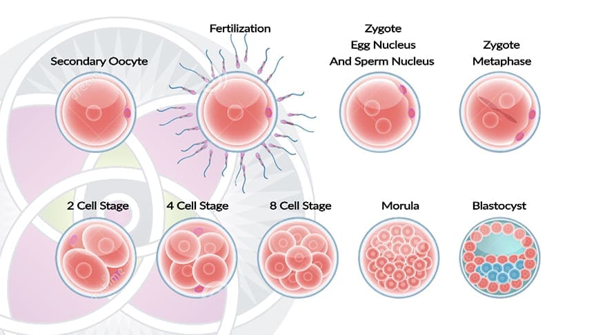As embryos, we start out as a cluster of stem cells