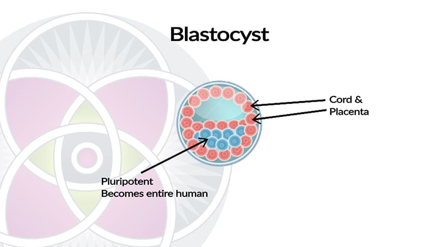 Blastocyst stem cells are vital as they form two distinct cell types
