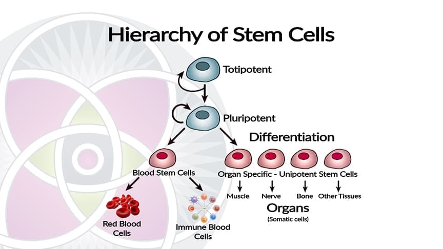 Stem cells are the foundation, developing into specialized cells