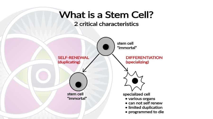 Stem cells self-replicate and form specialized organ cells