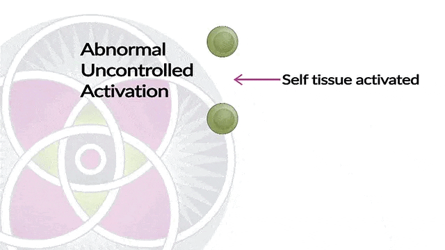 Abnormal activation of the immune system against our own tissue.