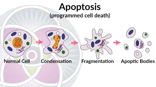 Cells function at peak efficiency until they can’t, then undergo programmed death, called apoptosis