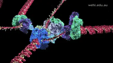 Animation of how DNA is copied in living cells. An assembly line of amazing,