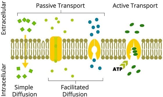 Low-intensity phototherapy boosting ATP in mitochondria
