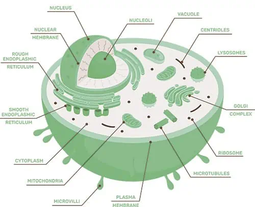 Infrared Light May Influence Cell Signaling and Energy Production.