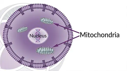 Mitochondria power cells by producing ATP, the body’s fuel