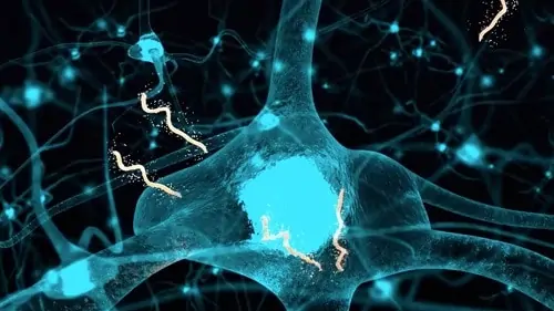 The Borrelia spirochaete can burrow itself into your central nervous system.