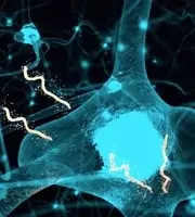 Borrelia is an intracellular parasite and can hide inside our cells. Even our brain cells!