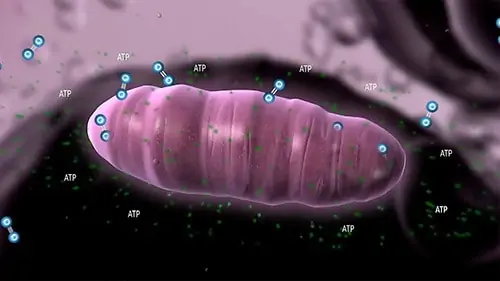 Your mitochondria process the oxygen that you breathe in and create the ATP. Ozone is the single most powerful natural stimulant of mitochondrial function and health.