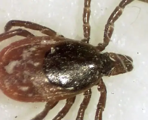 The Lyme Disease Epidemic and Why the Government is Suppressing it