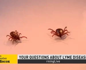 Lyme Disease Prevention – Your Questions Answered