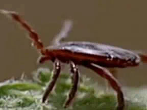 Not every tick bite will cause Lyme disease.