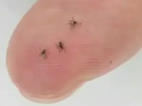 Tiny nymph ticks often bite unnoticed