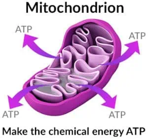 Glutathione Supports ATP Production by Neutralizing Oxidative Stress