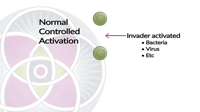 How our immune system is supposed to work – Normal Controlled Activation