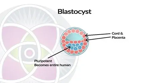 Embryonic stem cells are taken in the blastocyst stage, which also holds future placental stem cells (MSCs)