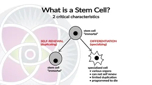 When stem cells divide, they make a copy of themselves and a specialized cell