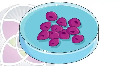 Growing stem cells in a cell culture.