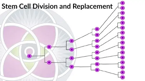 Stem cells can self-renew and divide for long periods
