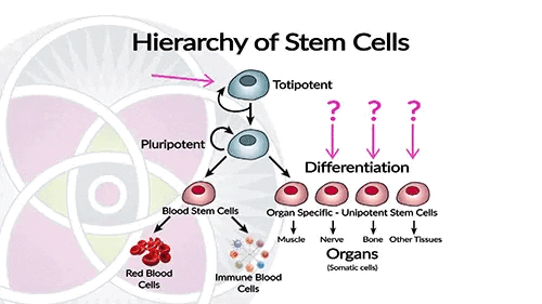 Fetal stem cells are dangerous because they can turn into any type of adult tissue.