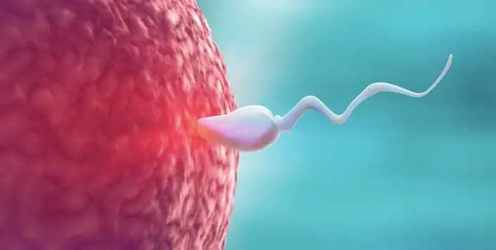 Life begins with a sperm and egg forming the first stem cell