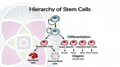 Stem cells can be totipotent, pluripotent, or multipotent