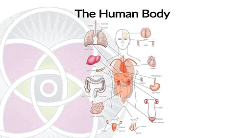 Each organ has adult stem cells designed to maintain and repair it