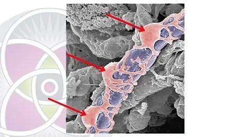 Image of red mesenchymal stem cells attaching to blue micro-vasculature.