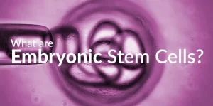 Essentially, all of the cells of the developing embryo are stem cells.