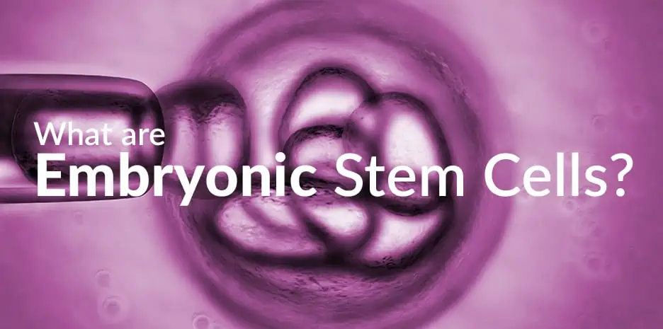Essentially, all of the cells of the developing embryo are stem cells.