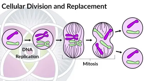Cells divide and replace at varying rates