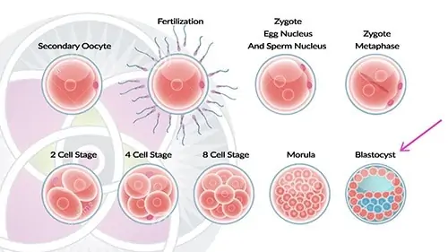 Embryonic stem cells are found only in the first week at the blastocyst stage