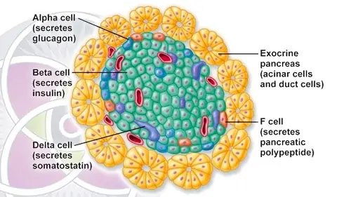Imagine replacing faulty Langerhans cells with healthy ones in diabetes
